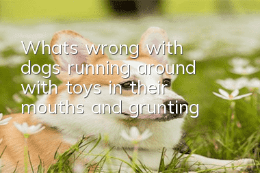 What's wrong with dogs running around with toys in their mouths and grunting?