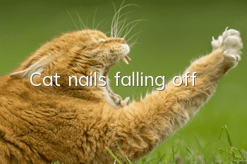 Cat nails falling off