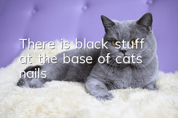 There is black stuff at the base of cat’s nails