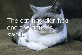 The cat has diarrhea and the anus is swollen