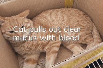 Cat pulls out clear mucus with blood