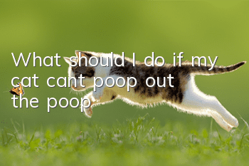 What should I do if my cat can’t poop out the poop?
