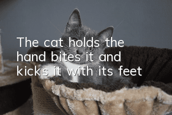 The cat holds the hand, bites it, and kicks it with its feet