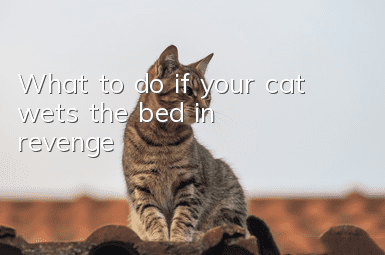 What to do if your cat wets the bed in revenge