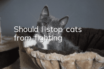 Should I stop cats from fighting?