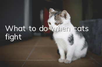 What to do when cats fight