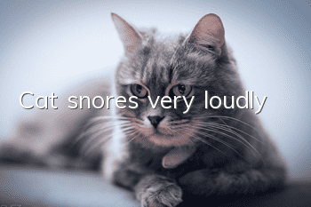 Cat snores very loudly