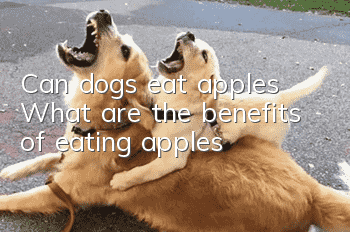 Can dogs eat apples? What are the benefits of eating apples?