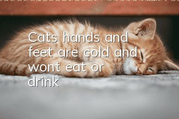 Cat's hands and feet are cold and won't eat or drink