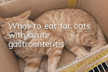 What to eat for cats with acute gastroenteritis