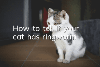 How to tell if your cat has ringworm?