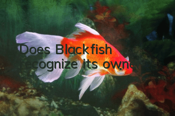 Does Blackfish recognize its owner?