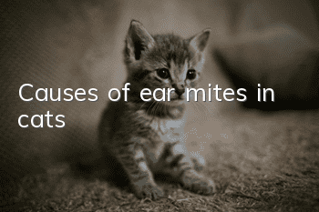 Causes of ear mites in cats