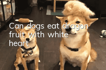 Can dogs eat dragon fruit with white heart?