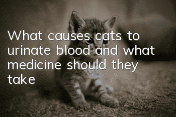 What causes cats to urinate blood and what medicine should they take?