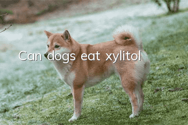 Can dogs eat xylitol?