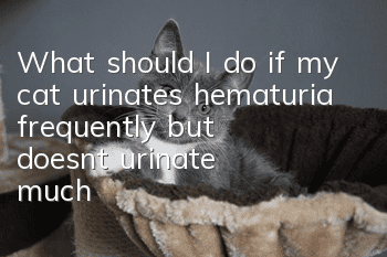 What should I do if my cat urinates hematuria frequently but doesn’t urinate much?