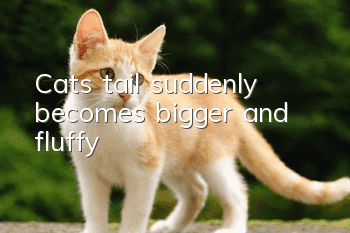 Cat’s tail suddenly becomes bigger and fluffy