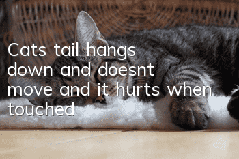 Cat's tail hangs down and doesn't move and it hurts when touched