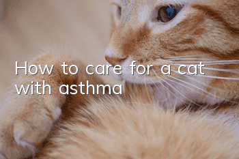 How to care for a cat with asthma?