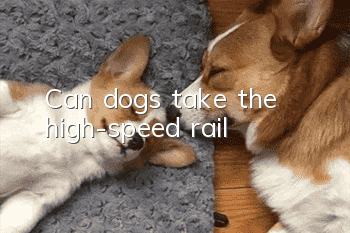 Can dogs take the high-speed rail?