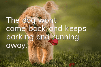 The dog won't come back and keeps barking and running away.