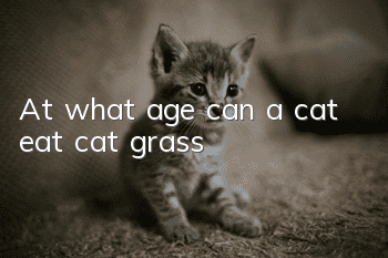 At what age can a cat eat cat grass?