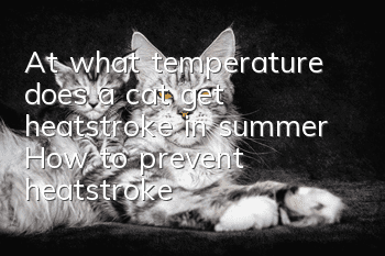At what temperature does a cat get heatstroke in summer? How to prevent heatstroke?