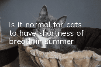 Is it normal for cats to have shortness of breath in summer?