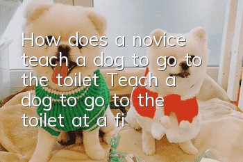 How does a novice teach a dog to go to the toilet? Teach a dog to go to the toilet at a fixed point!