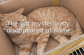 The cat mysteriously disappeared at home