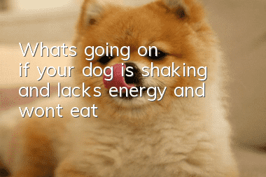 What's going on if your dog is shaking and lacks energy and won't eat?