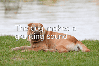 The dog makes a grunting sound