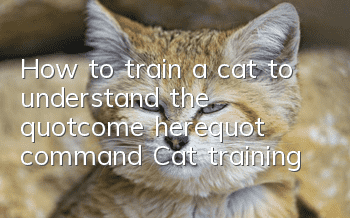 How to train a cat to understand the "come here" command? Cat training!