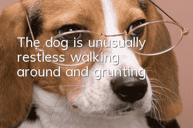 The dog is unusually restless, walking around and grunting
