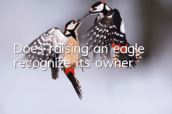Does raising an eagle recognize its owner?
