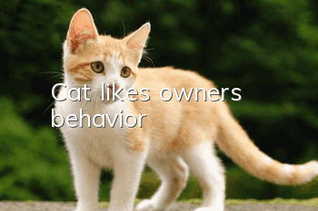 Cat likes owner's behavior