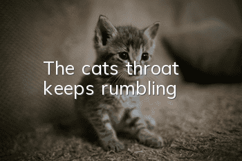 The cat's throat keeps rumbling