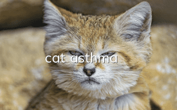 cat asthma