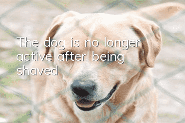 The dog is no longer active after being shaved