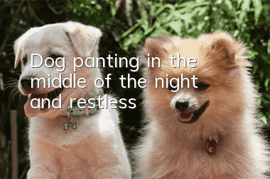 Dog panting in the middle of the night and restless
