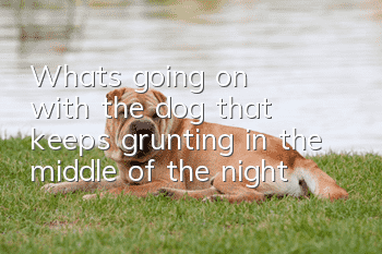 What's going on with the dog that keeps grunting in the middle of the night?