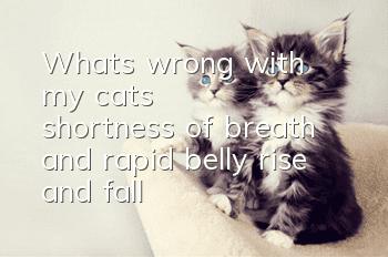 What's wrong with my cat's shortness of breath and rapid belly rise and fall?