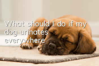 What should I do if my dog urinates everywhere?