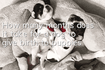 How many months does it take for a dog to give birth to puppies?