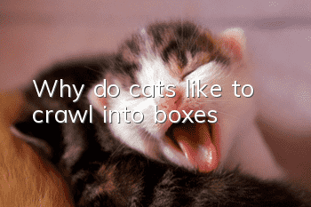 Why do cats like to crawl into boxes?