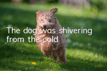 The dog was shivering from the cold