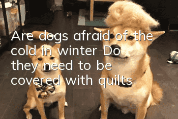 Are dogs afraid of the cold in winter? Do they need to be covered with quilts?