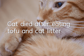 Cat died after eating tofu and cat litter