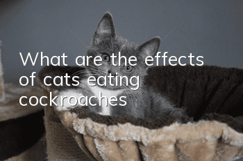 What are the effects of cats eating cockroaches?